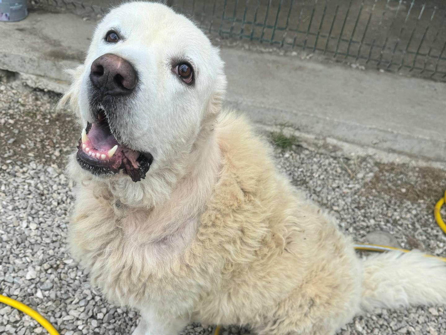 Adotta un cane, taglia gigante, maschio, Teramo