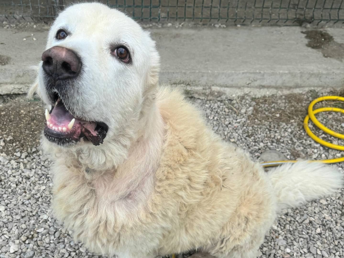 Vuoi adottare un cane a Teramo?