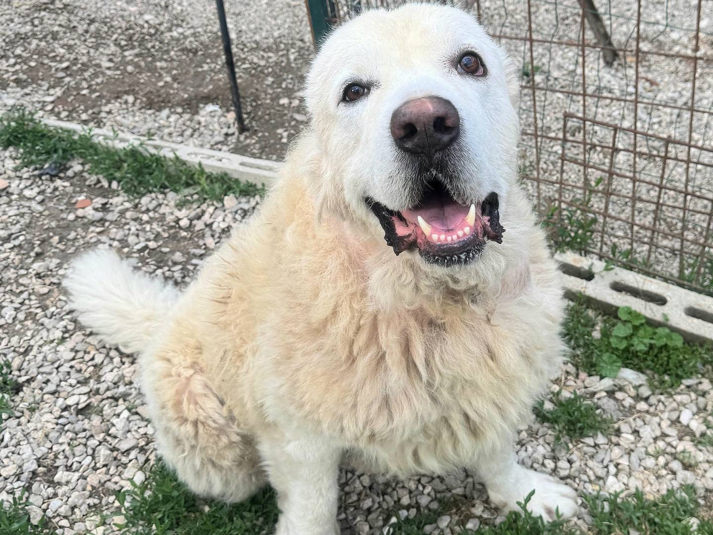 Adotta il cane Beethoven  a Teramo