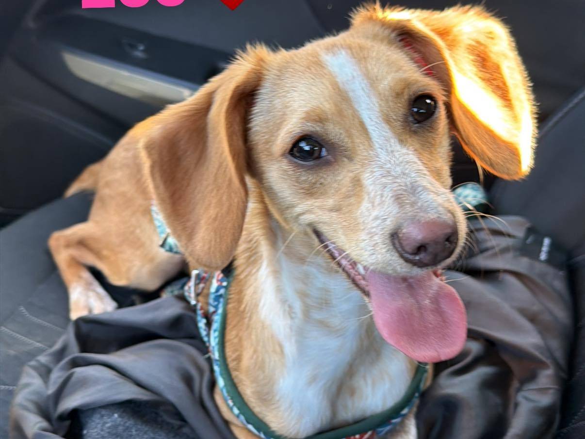 Adozione cane, femmina, Razza sconosciuta Razza sconosciuta, 10 mesi, taglia piccola, Matera