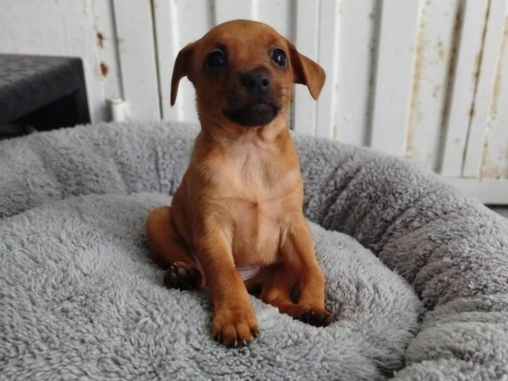 Adozione cane, femmina, Pinscher Razza sconosciuta, 3 mesi, taglia piccola, Matera