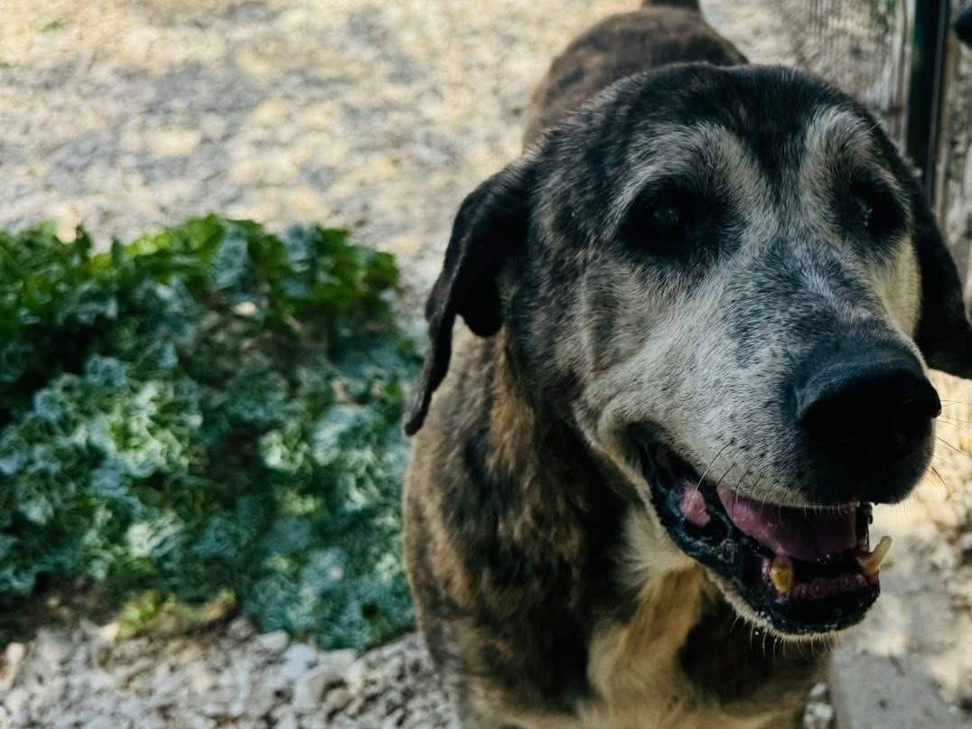 Adotta un cane, maschio, 12 anni e 4 mesi, Matera