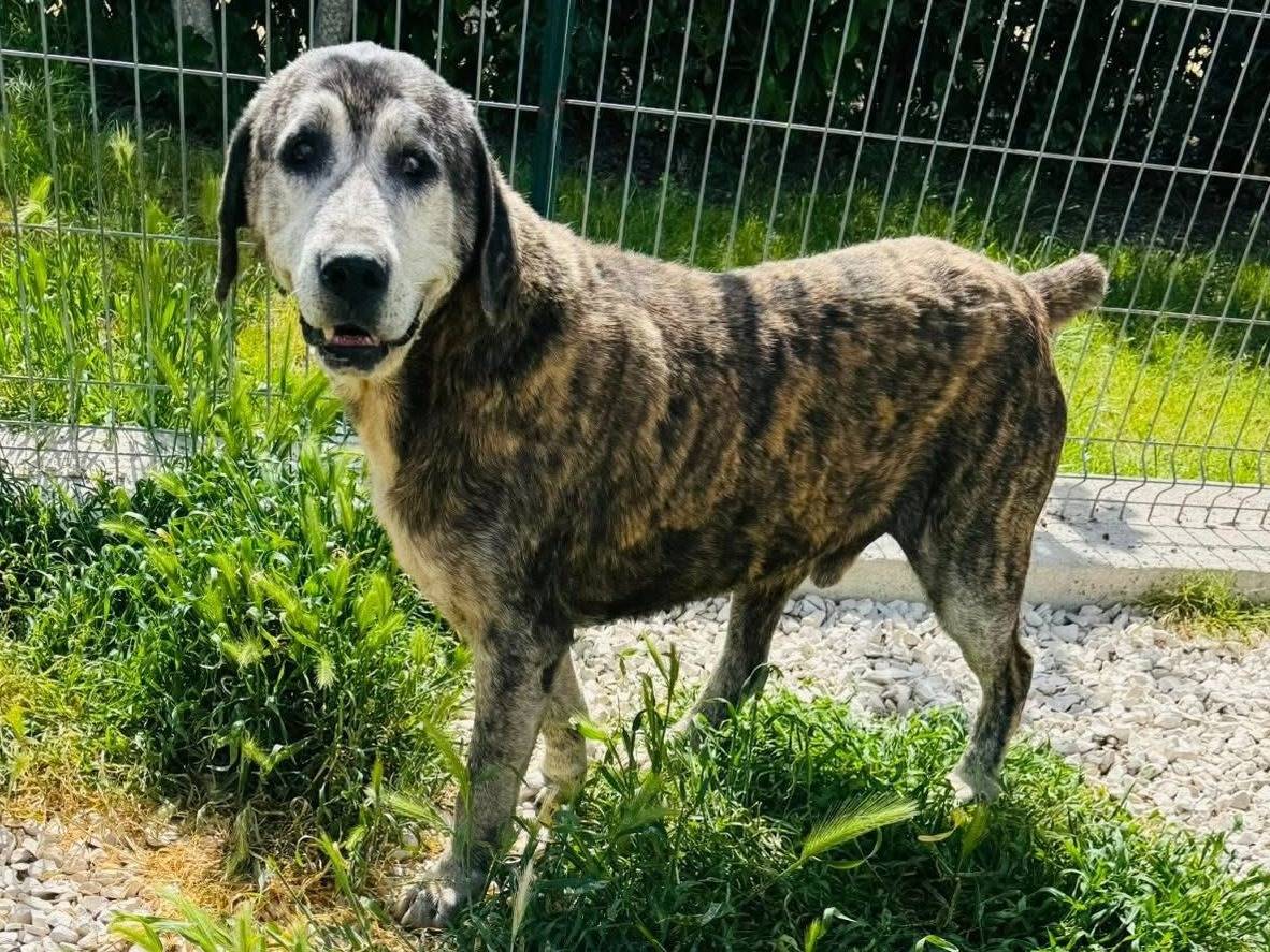 Adozione cane, maschio, Razza sconosciuta Razza sconosciuta, 12 anni e 4 mesi, taglia grande, Matera