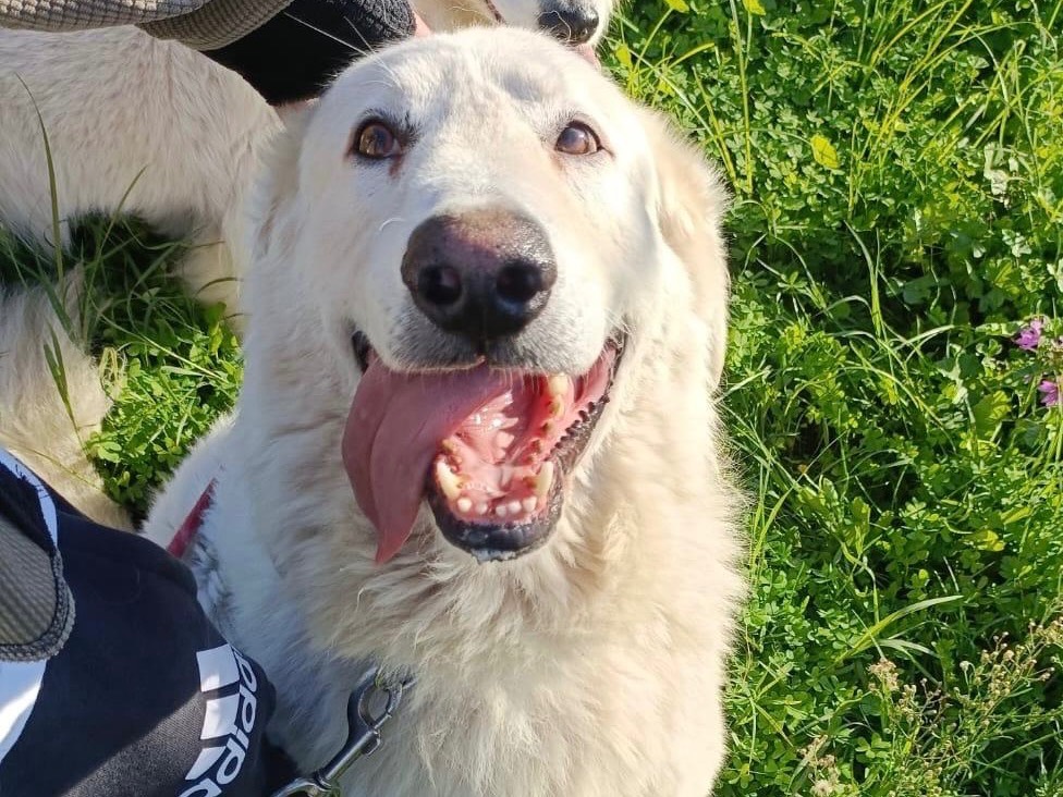 Adozione cane, maschio, Pastore maremmano Razza sconosciuta, 4 anni e 4 mesi, taglia grande, Padova