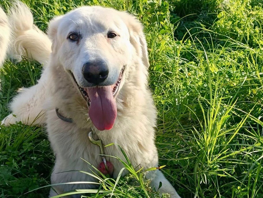 Adotta un cane, maschio, 4 anni e 4 mesi, Padova