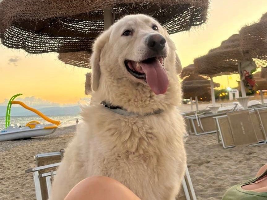 Adotta un cane, taglia grande, maschio, Padova