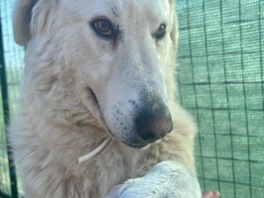 Vuoi adottare un cane a Padova?