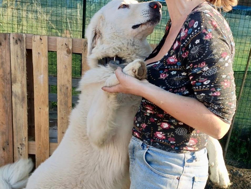Adotta il cane Tony a Padova