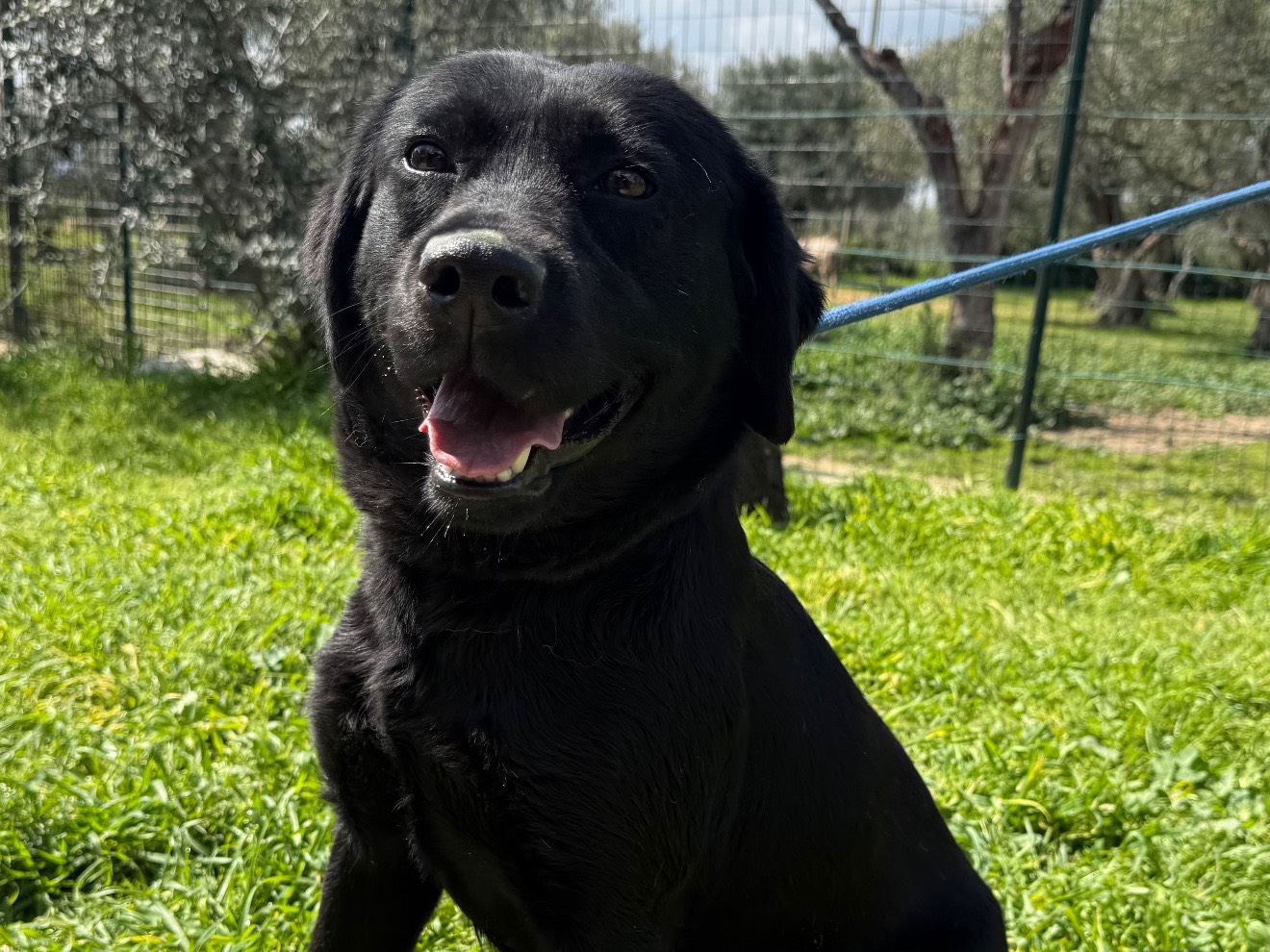 Adozione cane, femmina, Labrador Retriever Razza sconosciuta, 4 anni e 2 mesi, taglia media, Matera