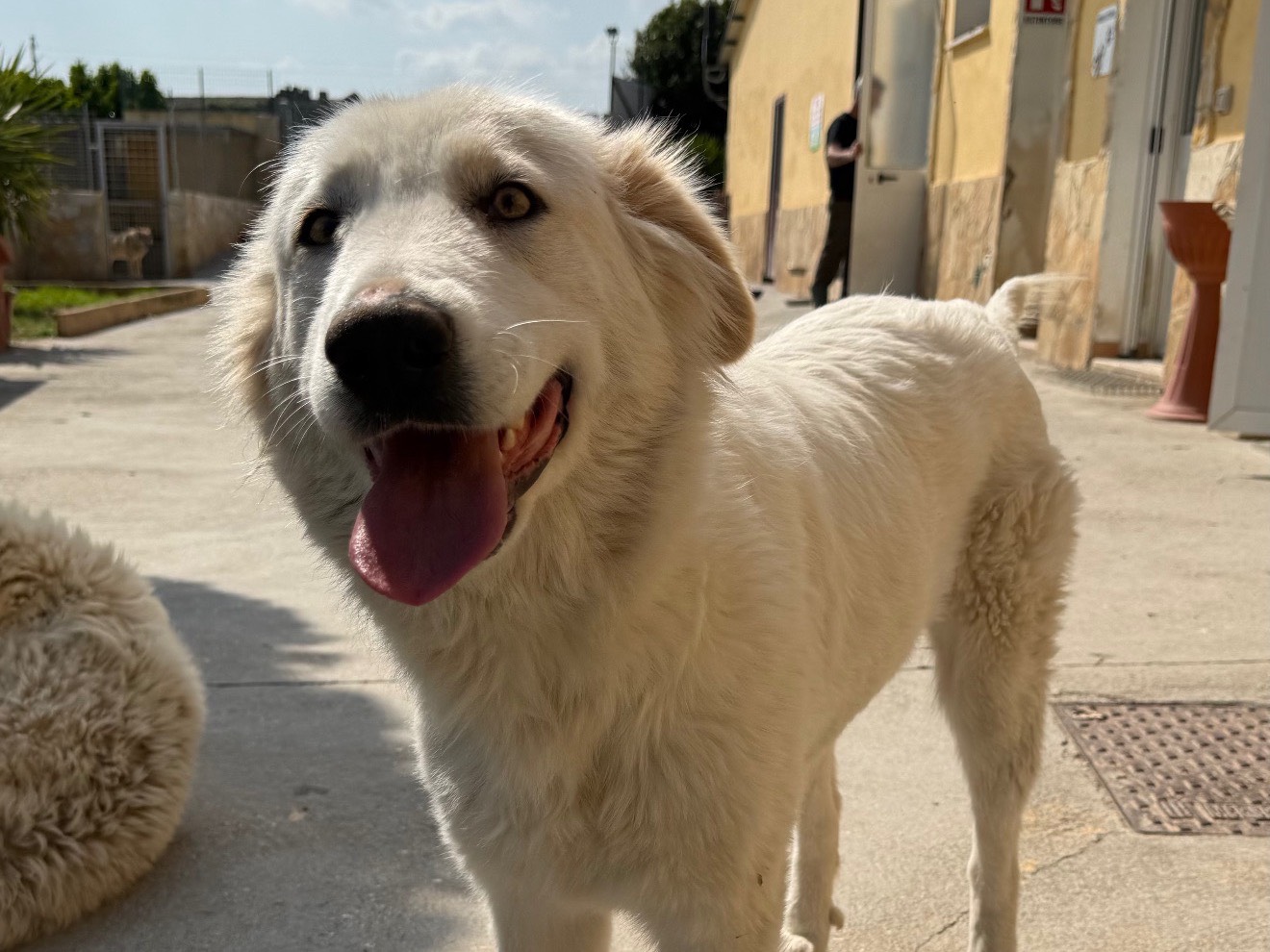 Adozione cane, femmina, Razza sconosciuta Razza sconosciuta, 1 anno e 8 mesi, taglia media, Matera