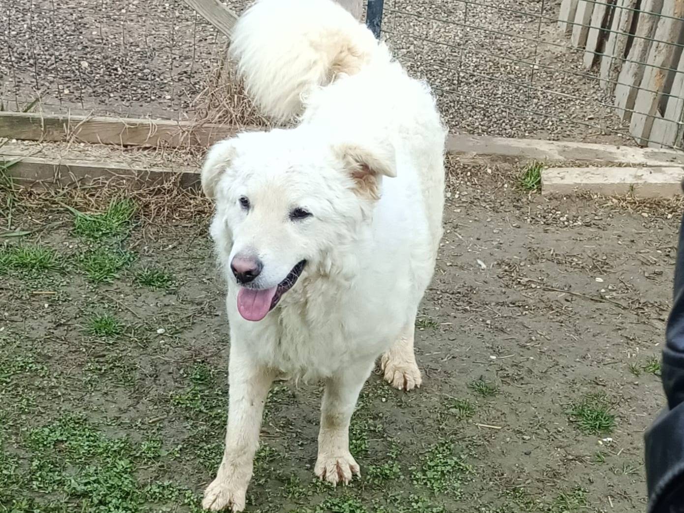 Adotta un cane, maschio, 1 anno e 3 mesi, Bologna