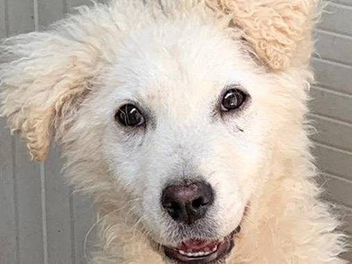 Adotta un cane, taglia media, maschio, Bologna