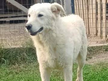 Vuoi adottare un cane a Bologna?