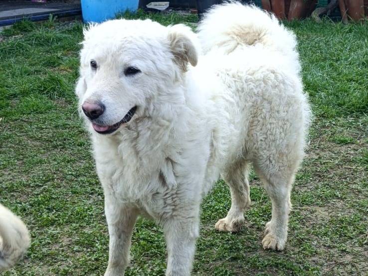 Adotta il cane LELLO a Bologna