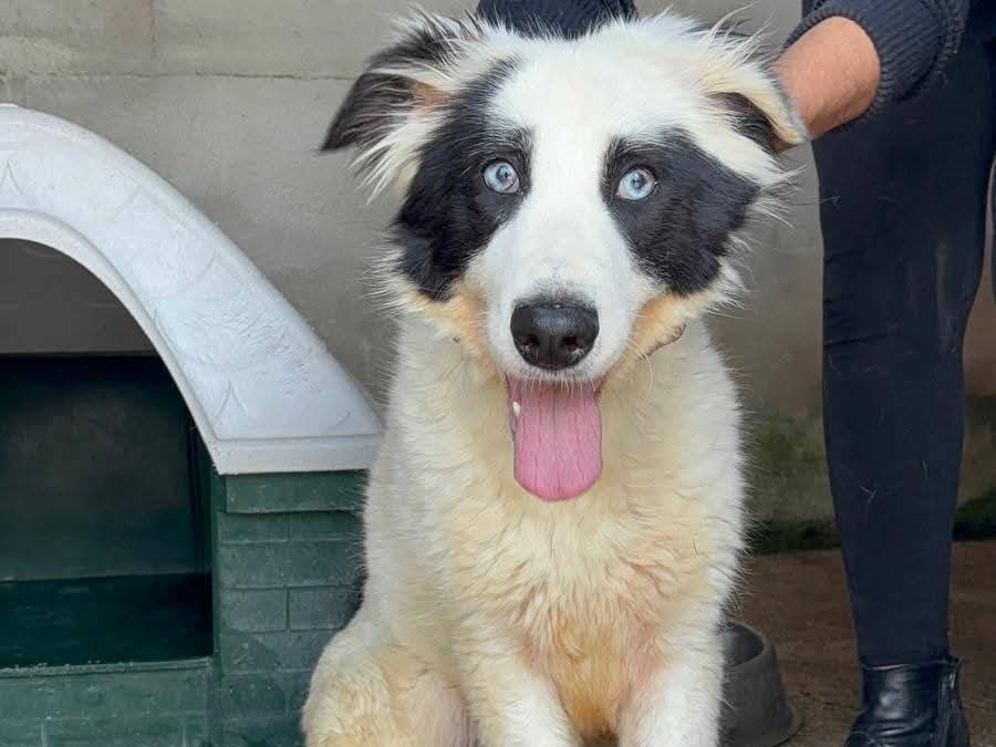 Adozione cane, femmina, Razza sconosciuta Razza sconosciuta, 4 anni e 2 mesi, taglia media, Benevento