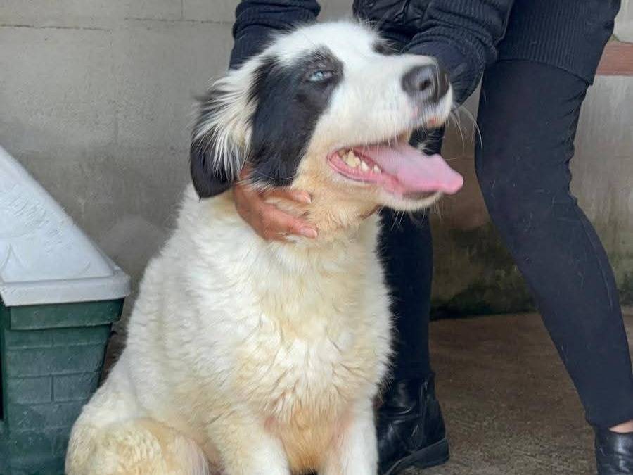 Adotta un cane, femmina, 4 anni e 2 mesi, Benevento