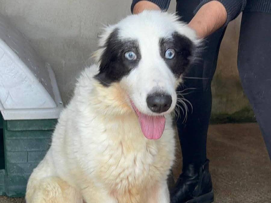 Adotta un cane, taglia media, femmina, Benevento