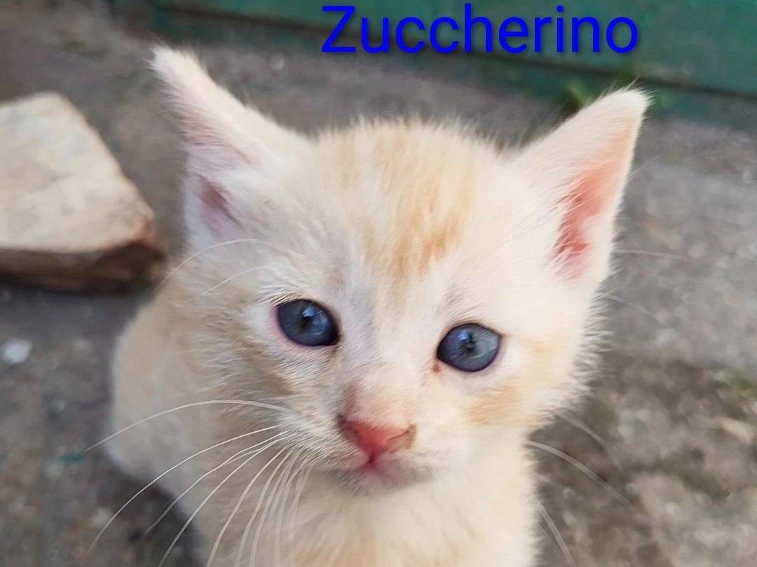 Adozione gatto, maschio, Razza sconosciuta Razza sconosciuta, 2 mesi, taglia non valida, Viterbo