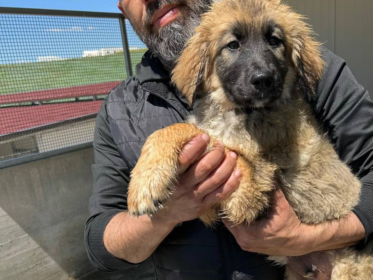 Adotta un cane, maschio, 3 mesi, Trapani