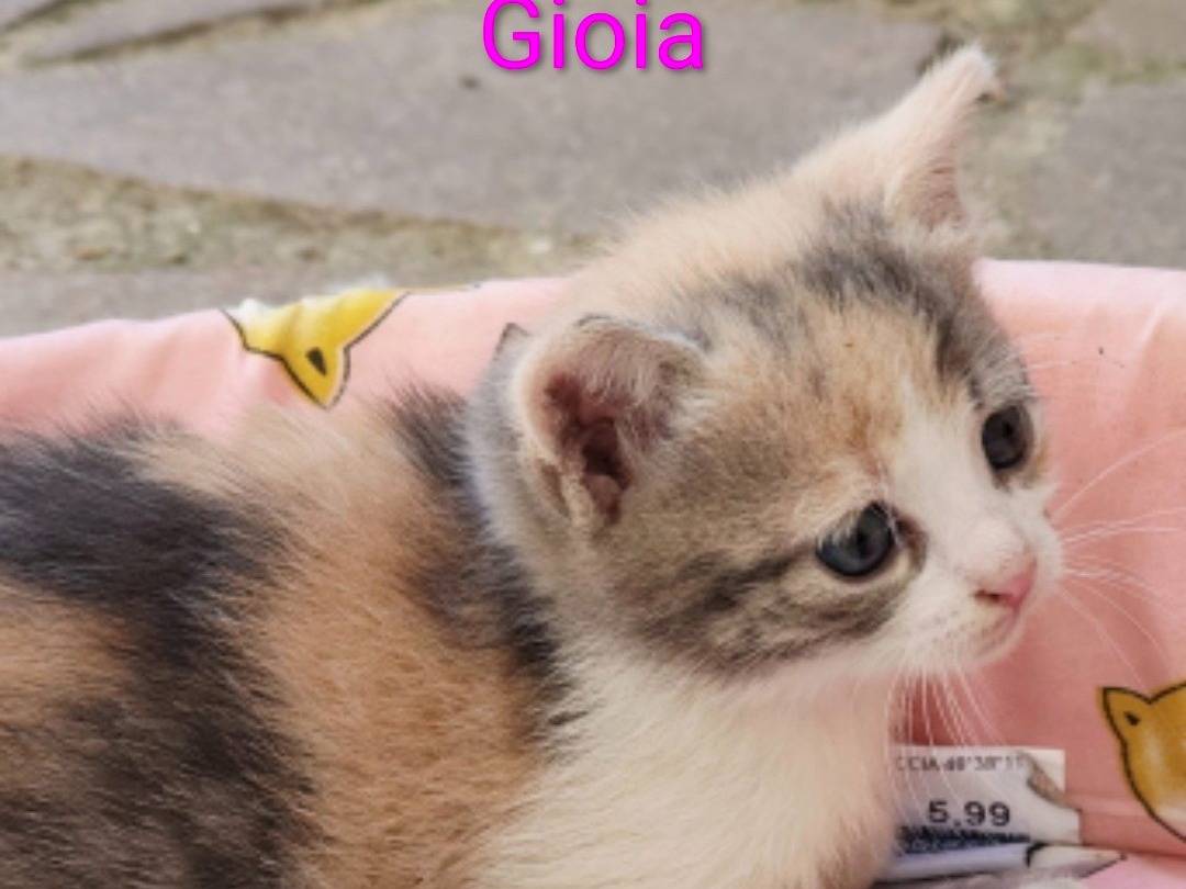 Adozione gatto, femmina, Razza sconosciuta Razza sconosciuta, 2 mesi, taglia non valida, Viterbo