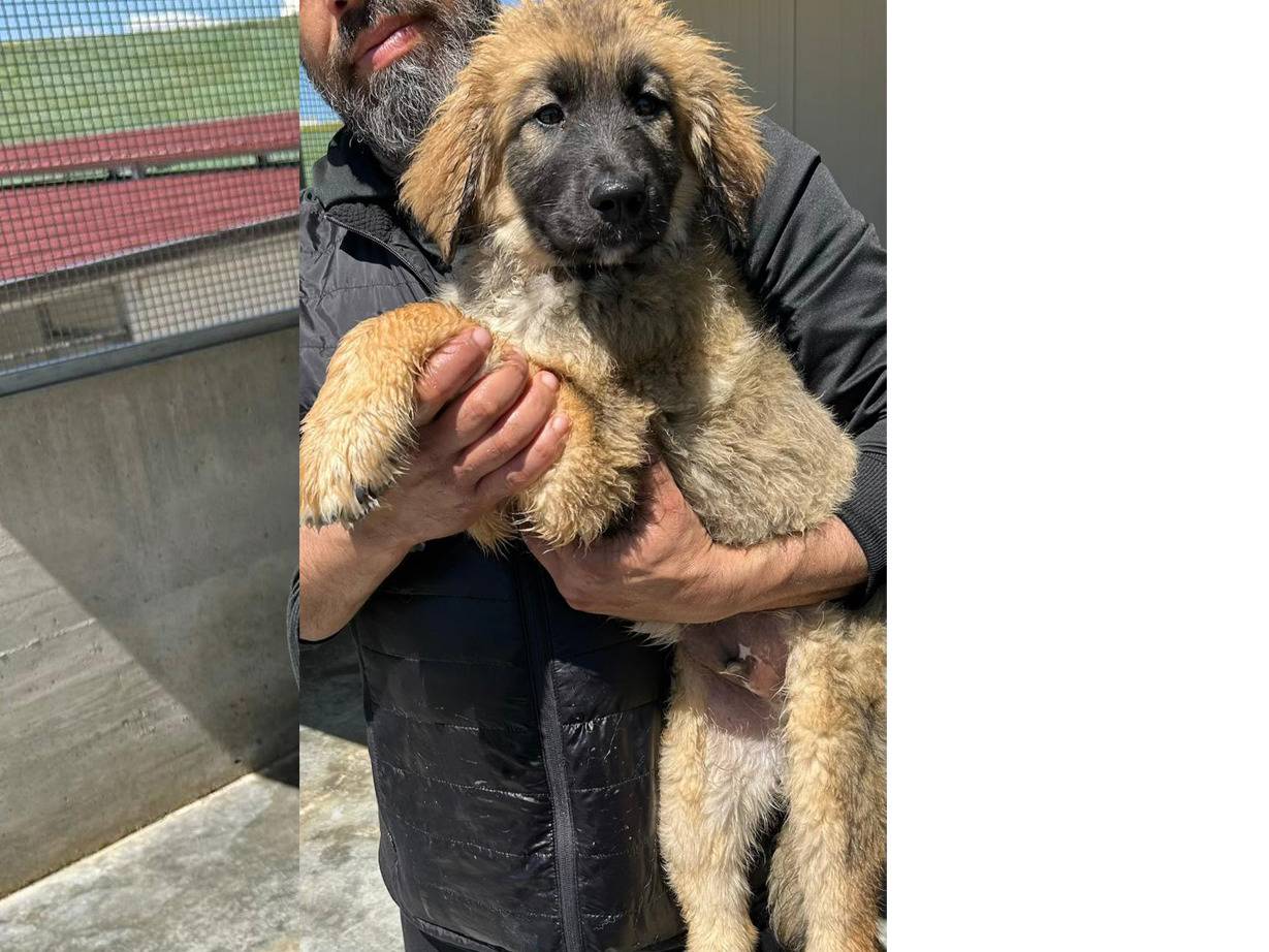 Vuoi adottare un cane a Trapani?