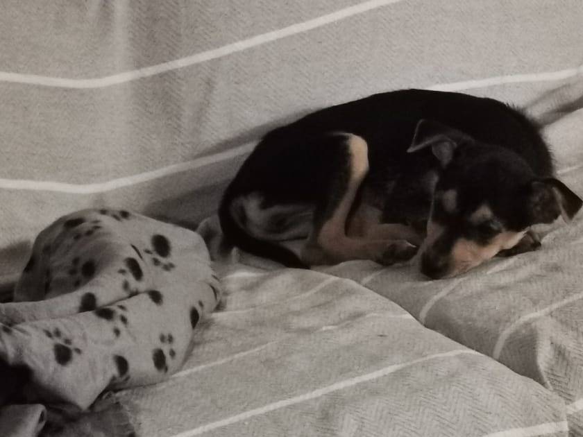 Adozione cane, femmina, Razza sconosciuta Razza sconosciuta, 3 mesi, taglia piccola, Siracusa