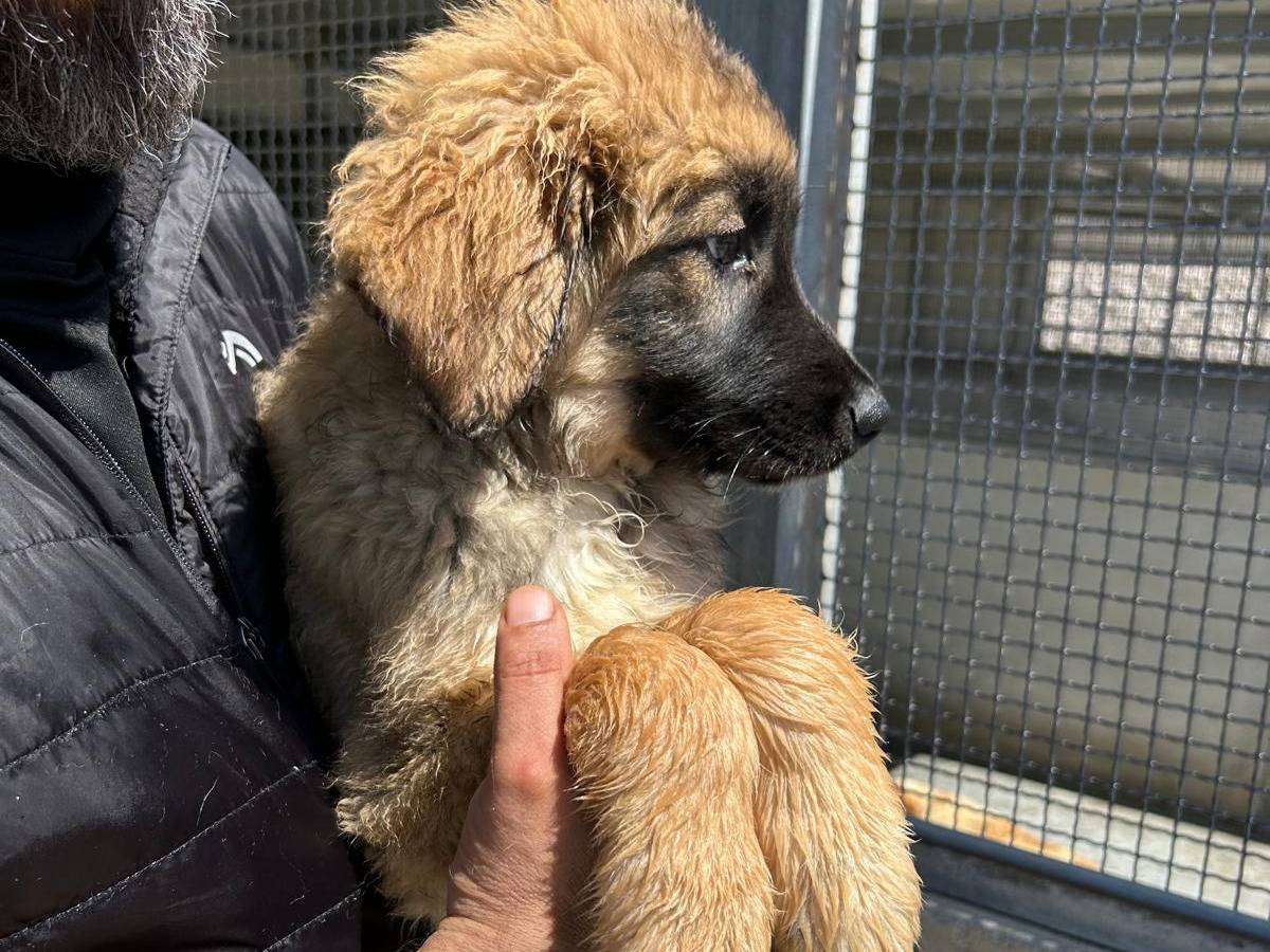 Adotta il cane Timoty a Trapani