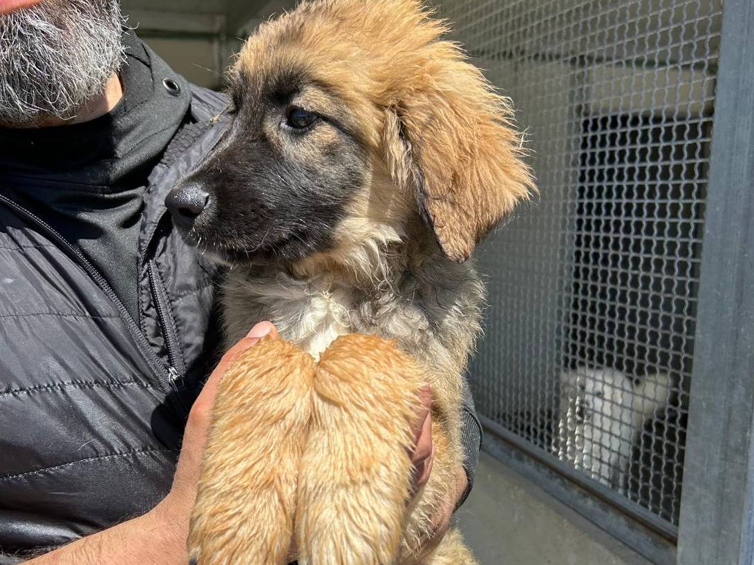 Adozione cane, maschio, Razza sconosciuta Razza sconosciuta, 3 mesi, taglia media, Trapani