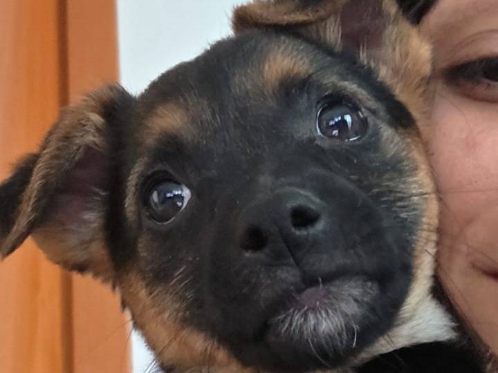 Adozione cane, femmina, Razza sconosciuta Razza sconosciuta, 3 mesi, taglia piccola, Siracusa