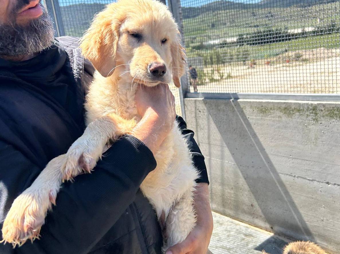 Adotta un cane, maschio, 4 mesi, Trapani