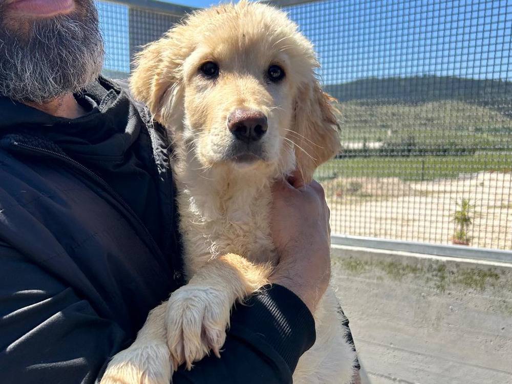 Adotta un cane, taglia media, maschio, Trapani