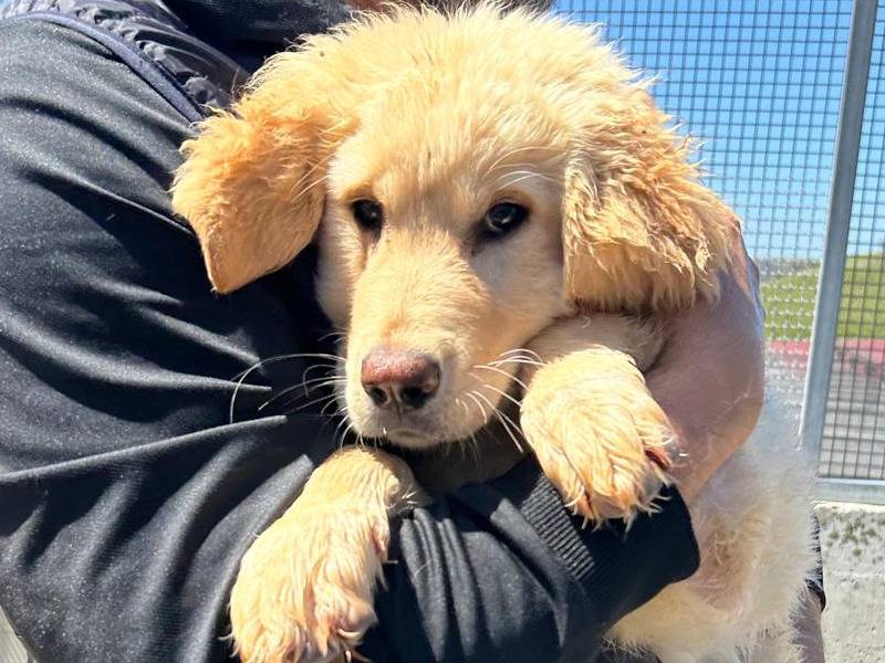 Vuoi adottare un cane a Trapani?