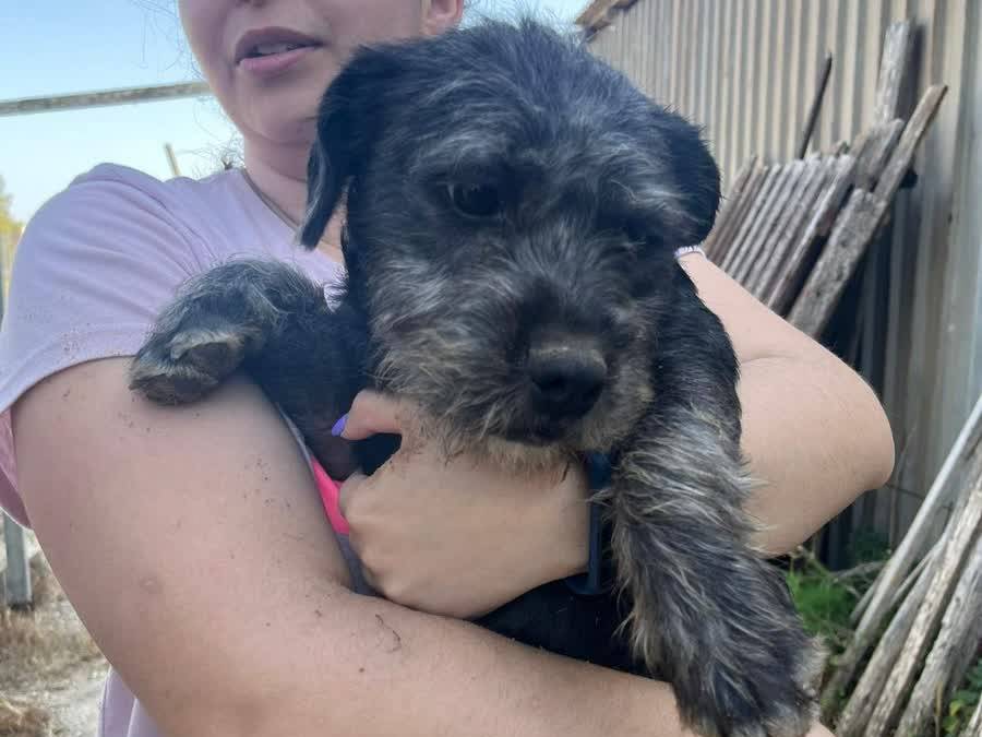 Adozione cane, maschio, Fox Terrier a pelo ruvido Razza sconosciuta, 1 anno, taglia piccola, Padova
