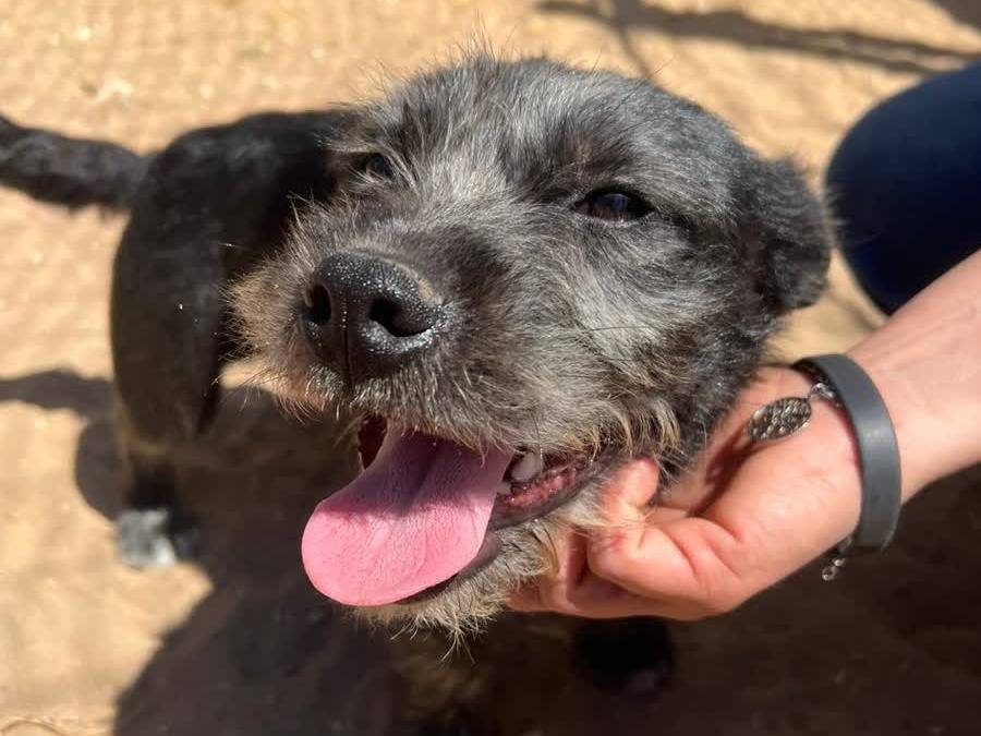 Vuoi adottare un cane a Padova?