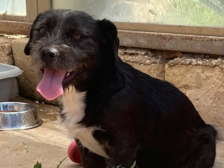 Adotta un cane, maschio, 1 anno, Padova