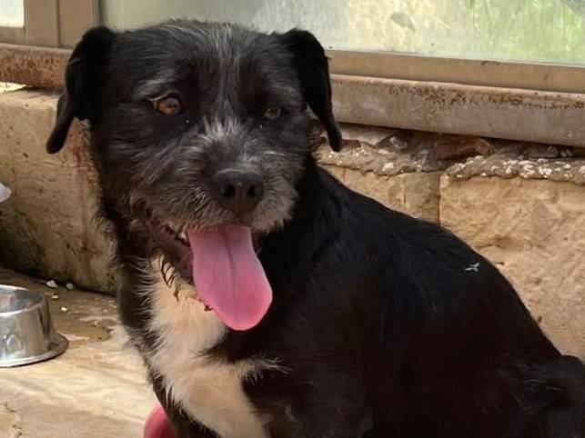 Adotta un cane, taglia piccola, maschio, Padova