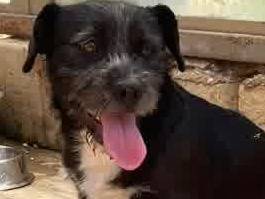 Vuoi adottare un cane a Padova?