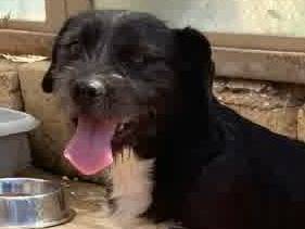 Adotta il cane CROCK a Padova