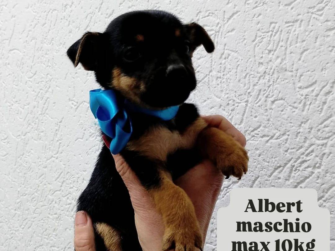 Adozione cane, maschio, Razza sconosciuta Razza sconosciuta, 3 mesi, taglia piccola, Siracusa