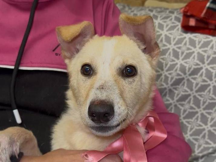 Adozione cane, femmina, Razza sconosciuta Razza sconosciuta, 6 mesi, taglia media contenuta, Siracusa