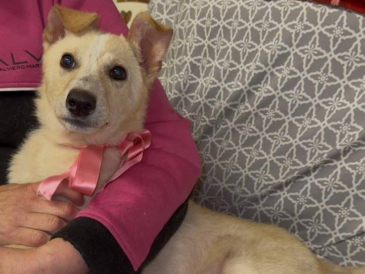 Adotta un cane, femmina, 6 mesi, Siracusa