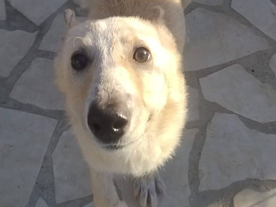Adotta un cane, taglia media contenuta, femmina, Siracusa