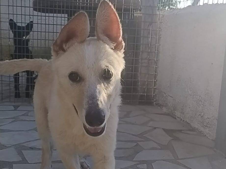Vuoi adottare un cane a Siracusa?