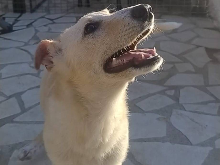 Adotta il cane Pulce a Siracusa