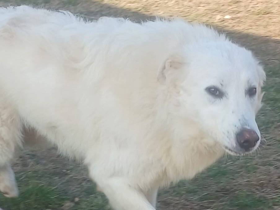 Adozione cane, maschio, Razza sconosciuta Razza sconosciuta, 3 anni e 8 mesi, taglia grande, Mantova