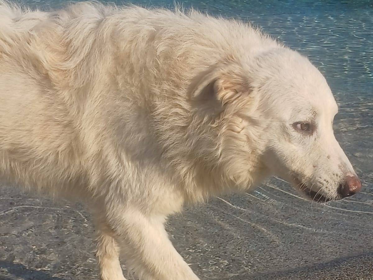 Adotta un cane, maschio, 3 anni e 8 mesi, Mantova