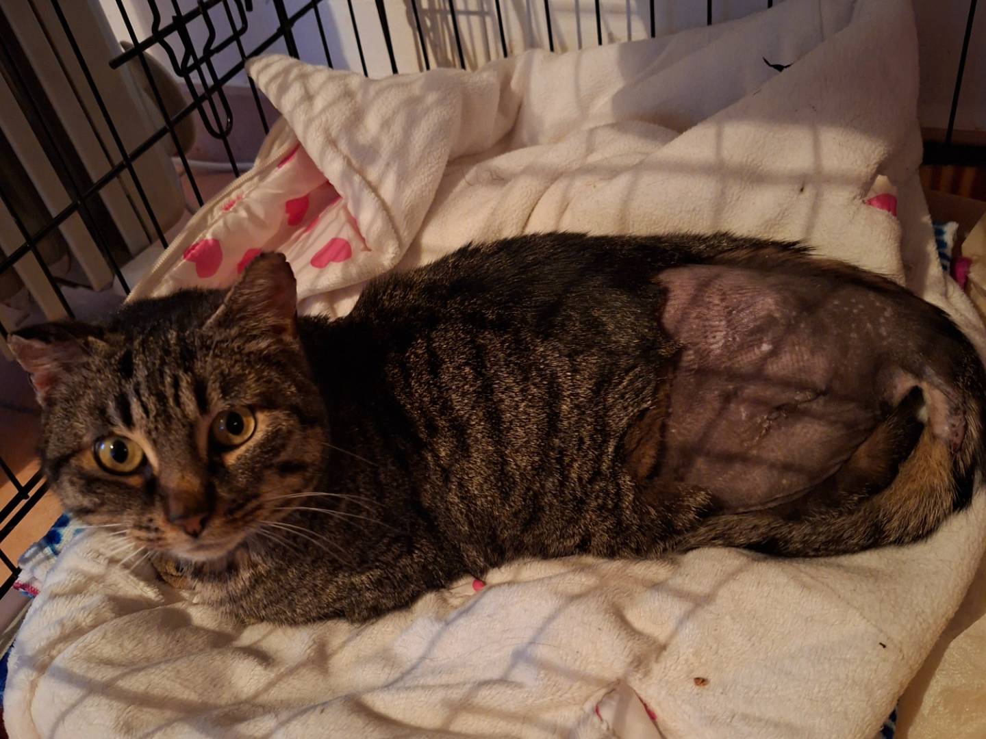 Adozione gatto, femmina, Razza sconosciuta Razza sconosciuta, 6 anni e 3 mesi, taglia non valida, Viterbo
