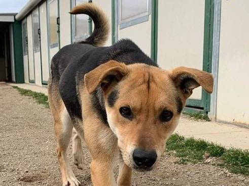 Adozione cane, maschio, Razza sconosciuta Razza sconosciuta, 4 anni e 7 mesi, taglia media, Como