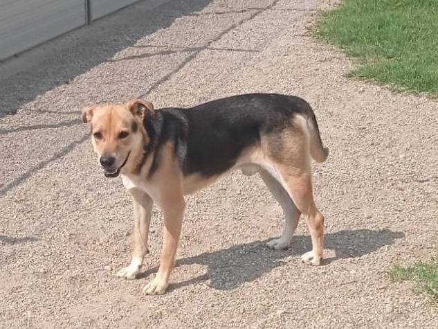 Adotta un cane, taglia media, maschio, Como