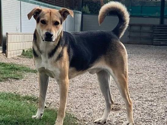 Vuoi adottare un cane a Como?